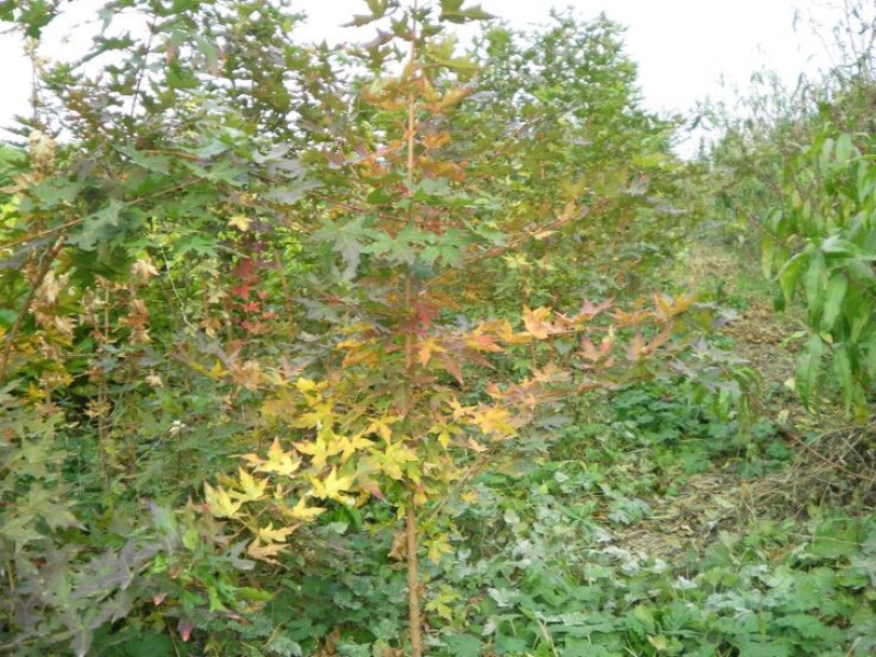 五角枫苗30~40cm