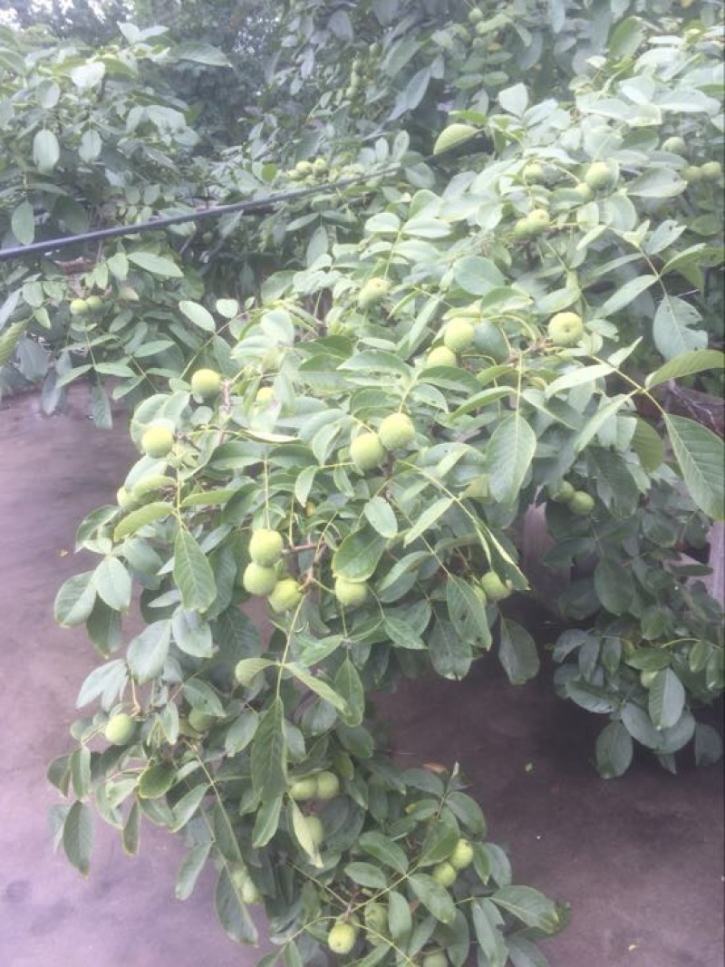 辽核1号核桃苗二年苗50~100cm