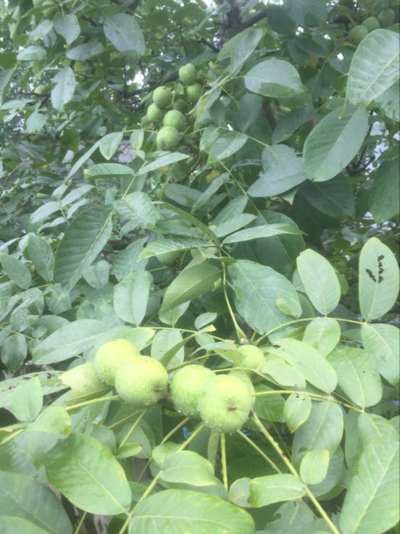 辽核1号核桃苗二年苗50~100cm