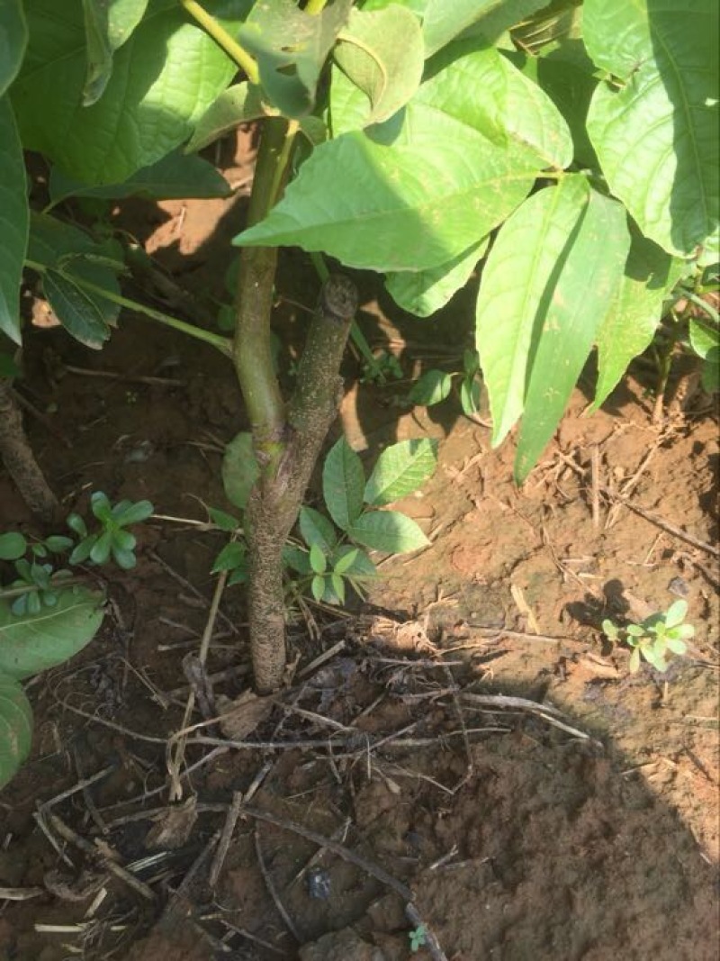 辽核1号核桃苗二年苗50~100cm