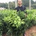 爱媛38号苗品质保证，签合同销售