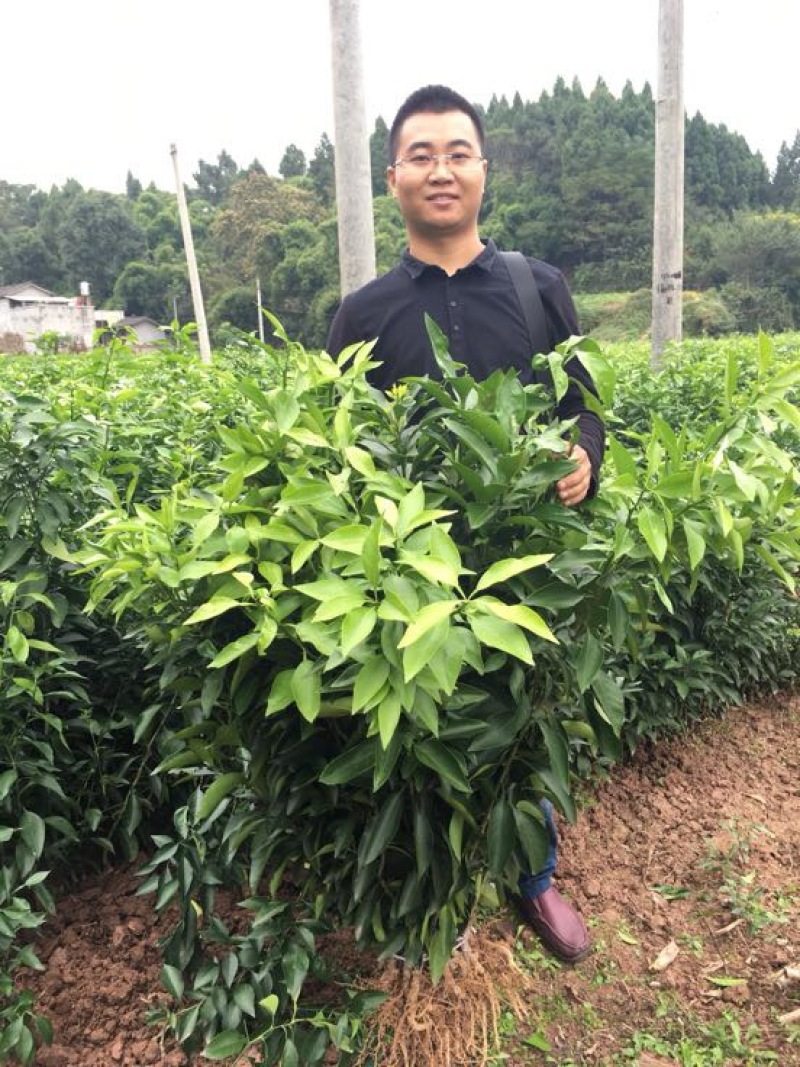 爱媛38号苗品质保证，签合同销售