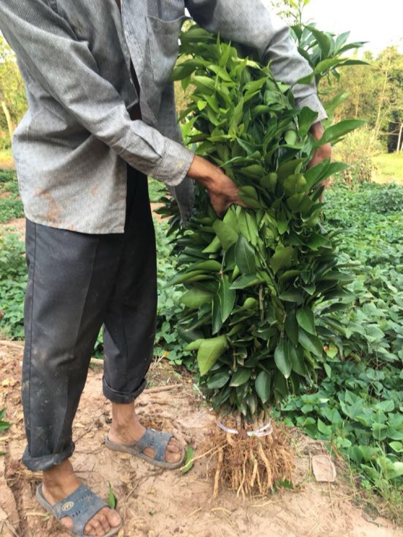 爱媛38号苗品质保证，签合同销售