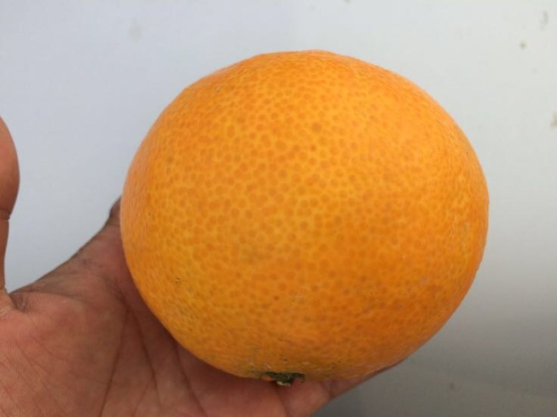 爱媛38号苗品质保证，签合同销售