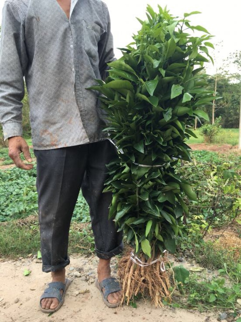 爱媛38号苗品质保证，签合同销售