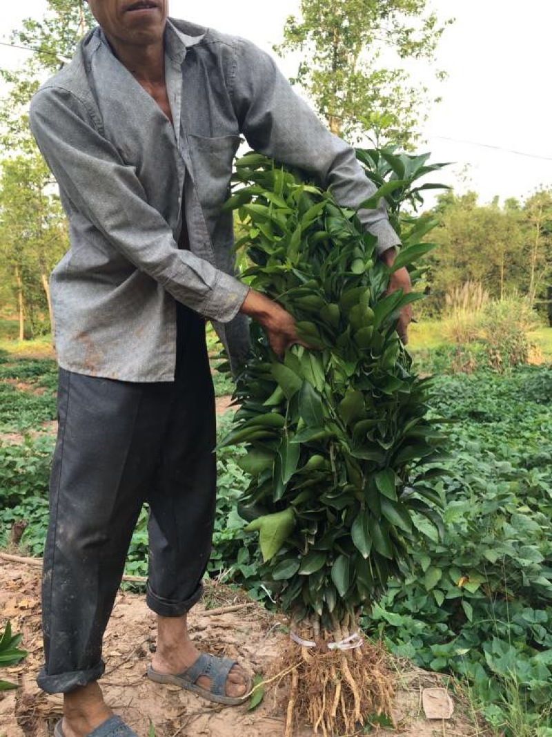 爱媛38号苗品质保证，签合同销售