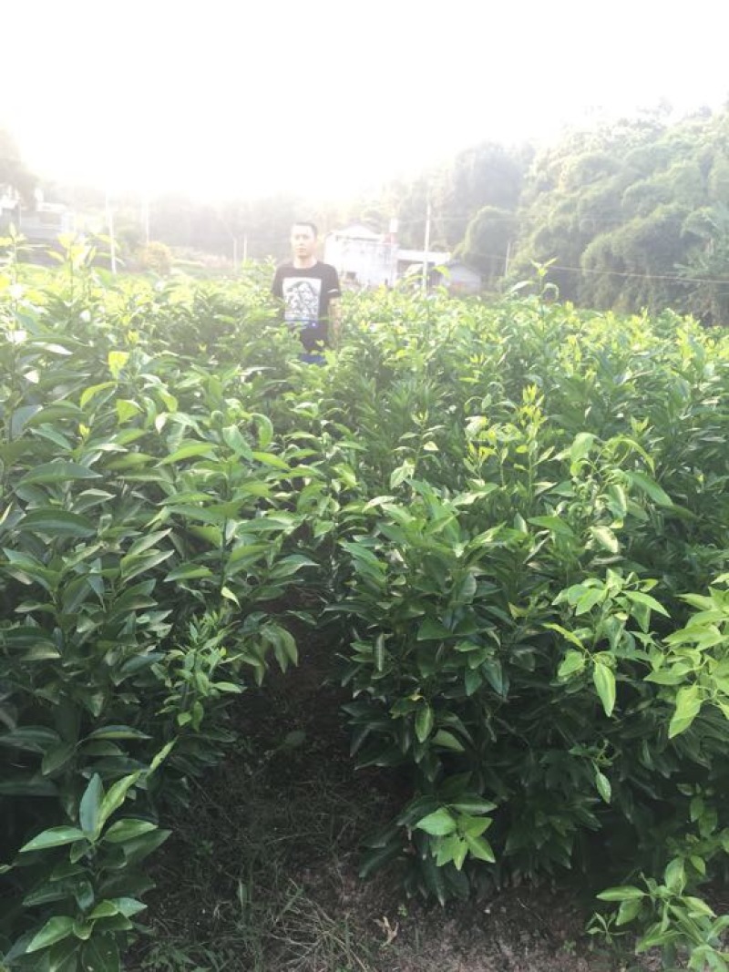 爱媛38号苗品质保证，签合同销售