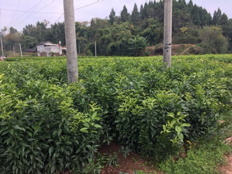 爱媛38号苗品质保证，签合同销售