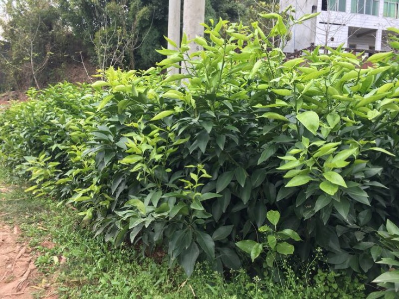 爱媛38号苗品质保证，签合同销售