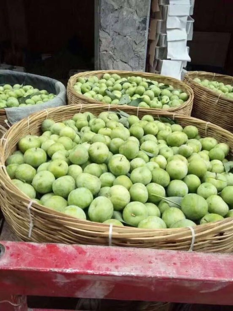 李子树苗品质保证，签合同销售