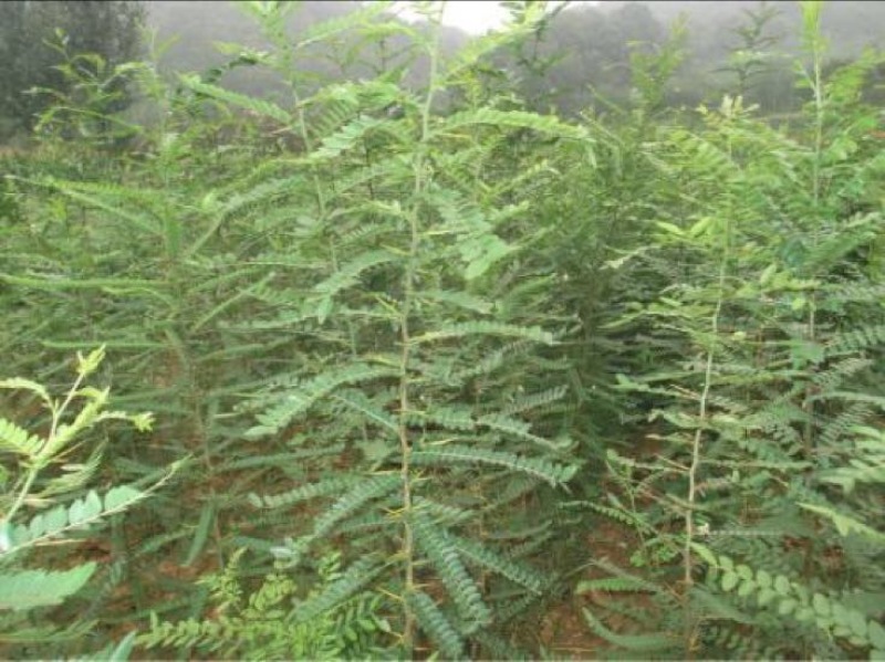 皂角树苗30~50cm
