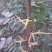 皂角树苗30~50cm