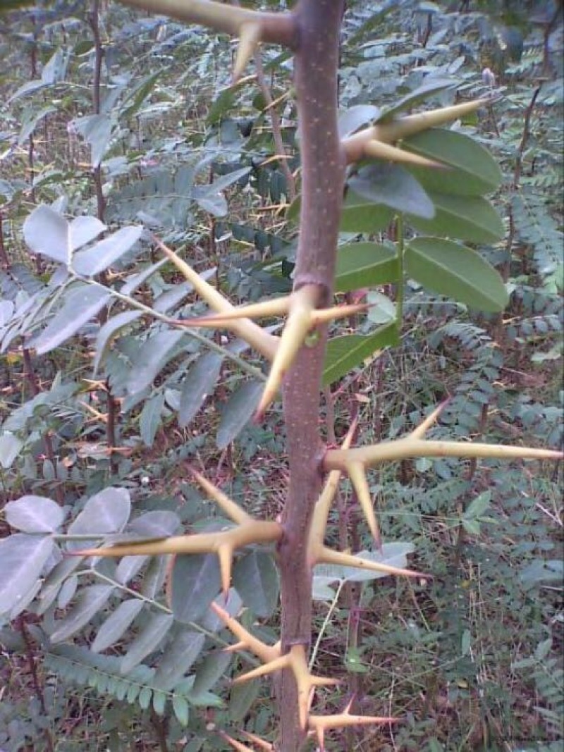 皂角树苗30~50cm