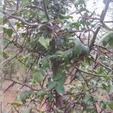 皂角树苗80~100cm