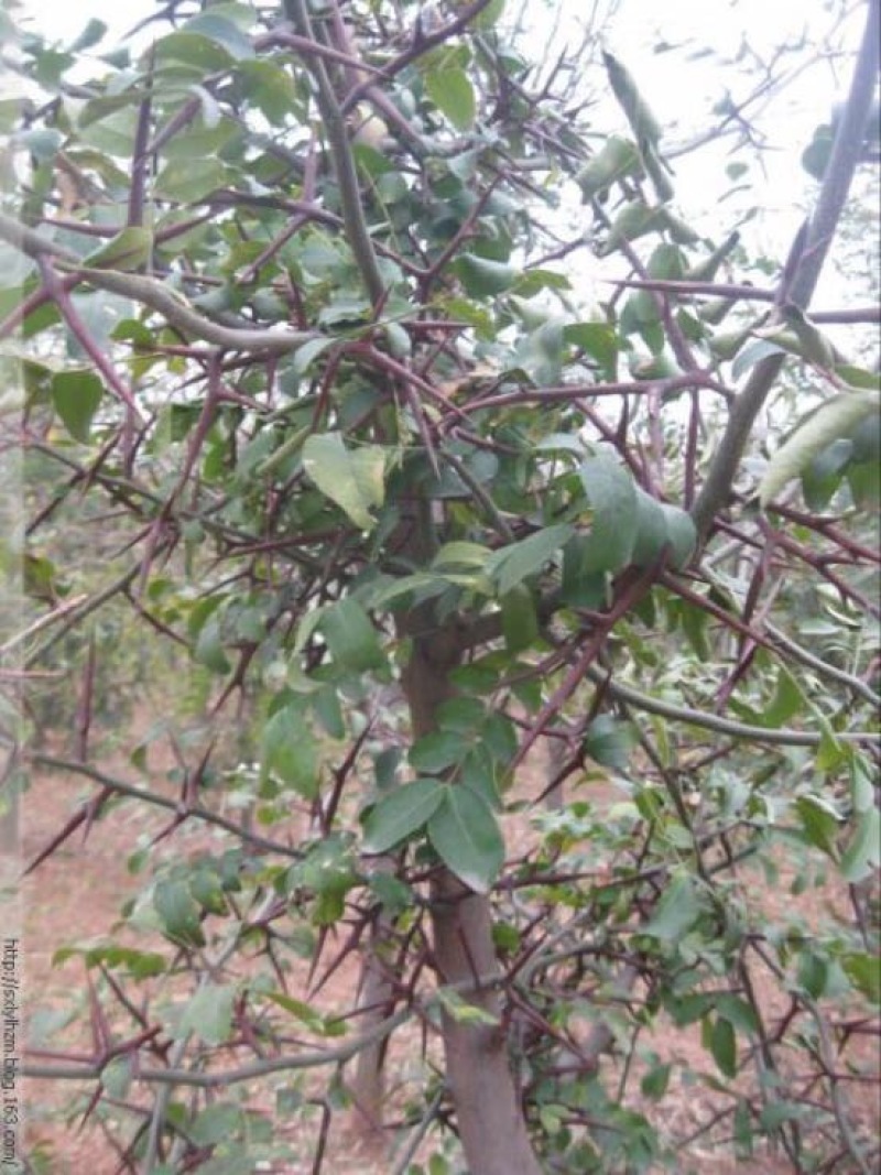皂角树苗80~100cm