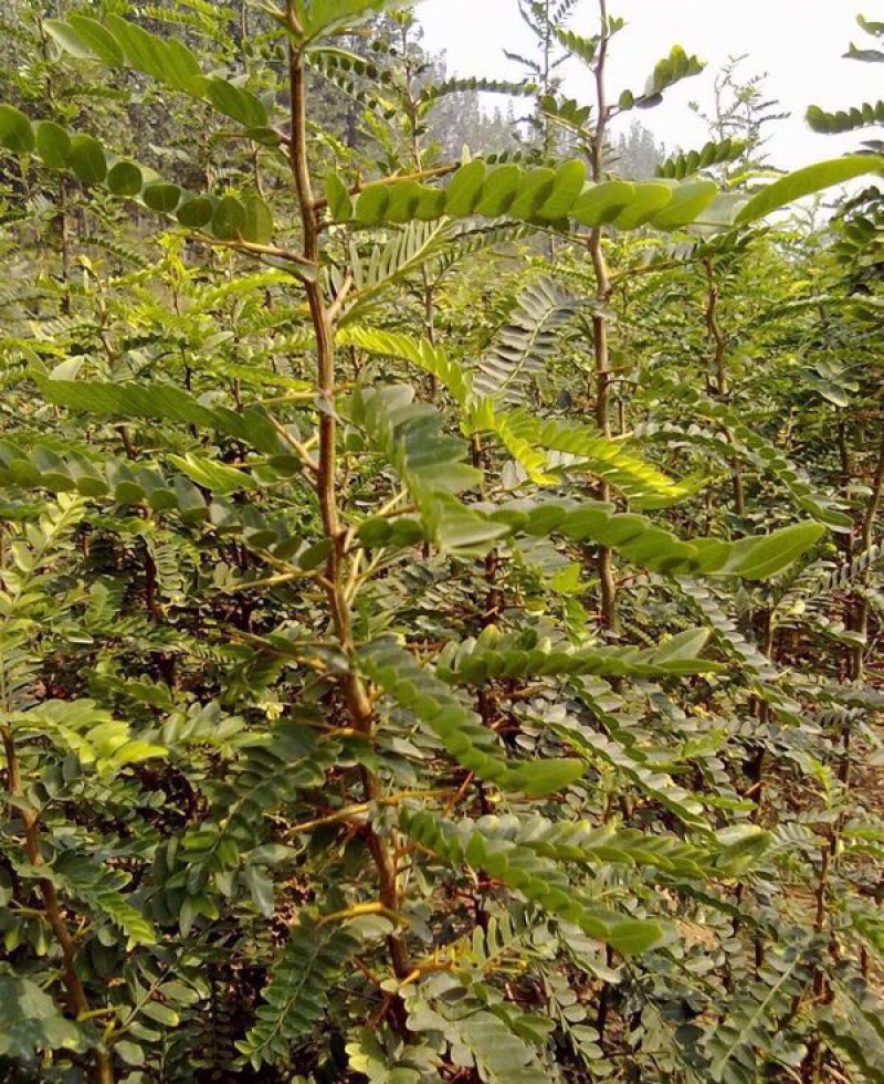 皂角树苗80~100cm