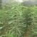 皂角树苗80~100cm