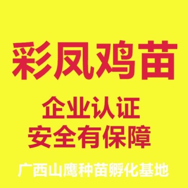 彩凤鸡苗