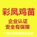 彩凤鸡苗