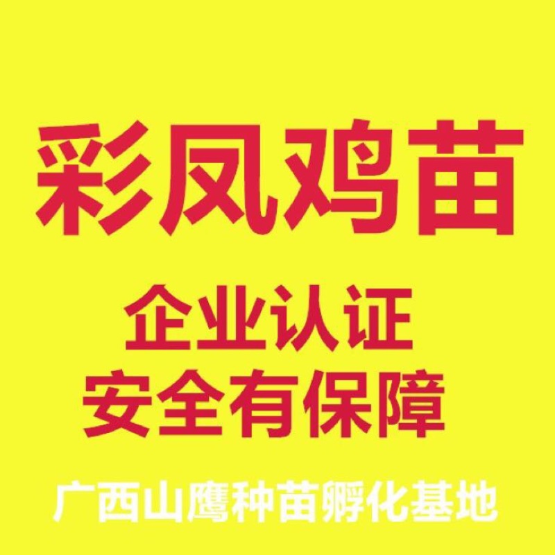 彩凤鸡苗