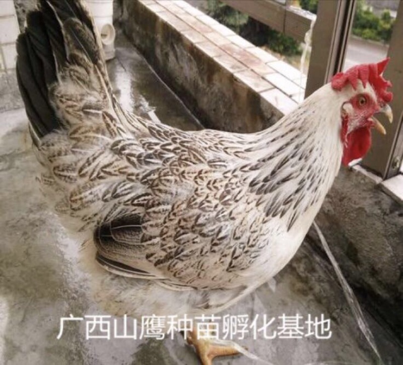 彩凤鸡苗