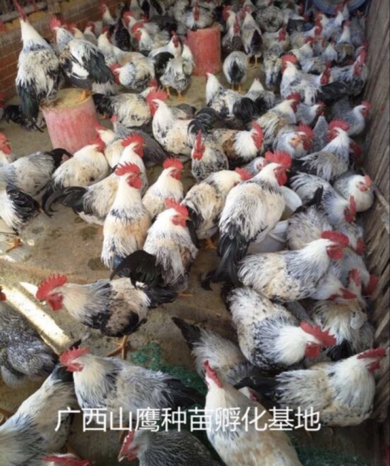 彩凤鸡苗