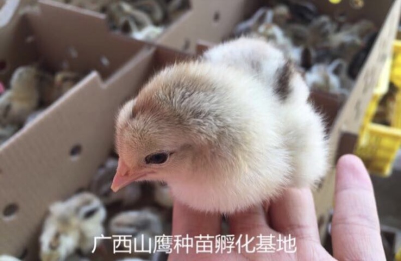彩凤鸡苗