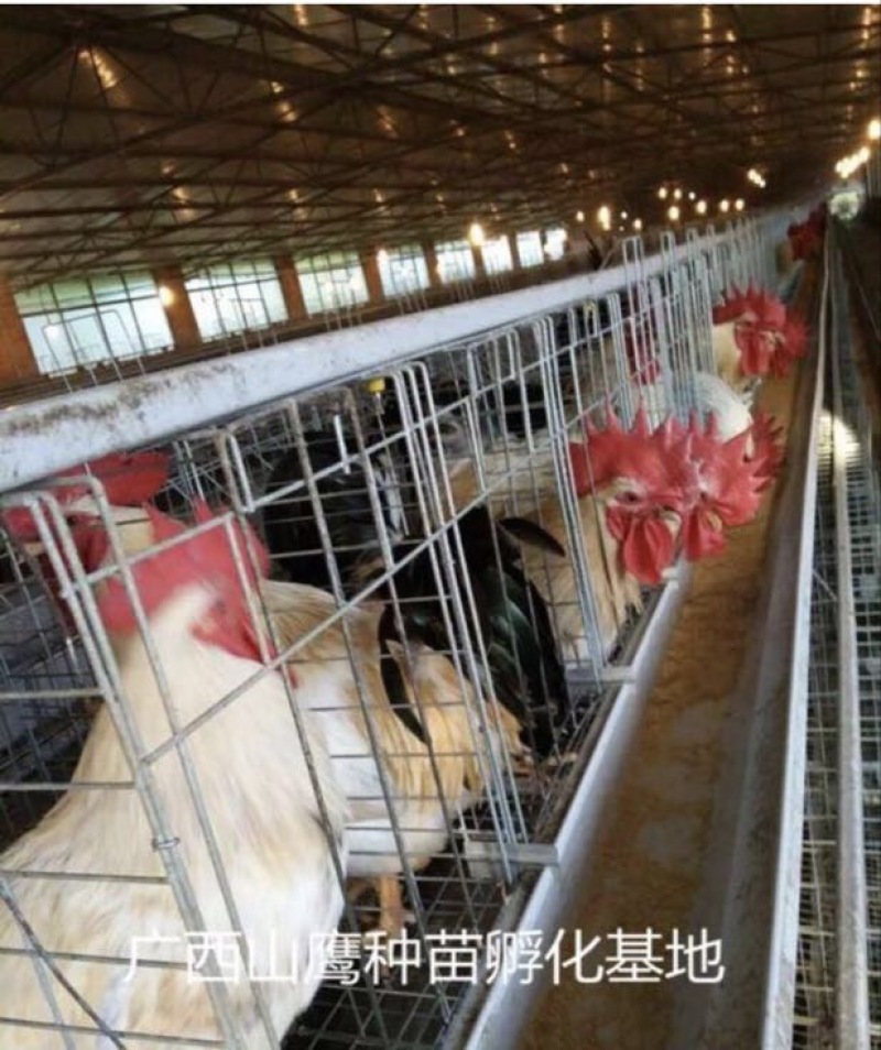 彩凤鸡苗