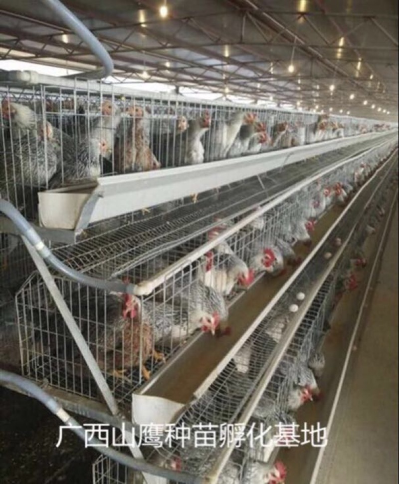 彩凤鸡苗
