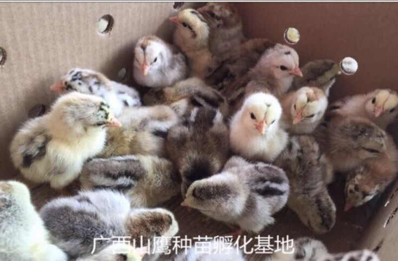 彩凤鸡苗