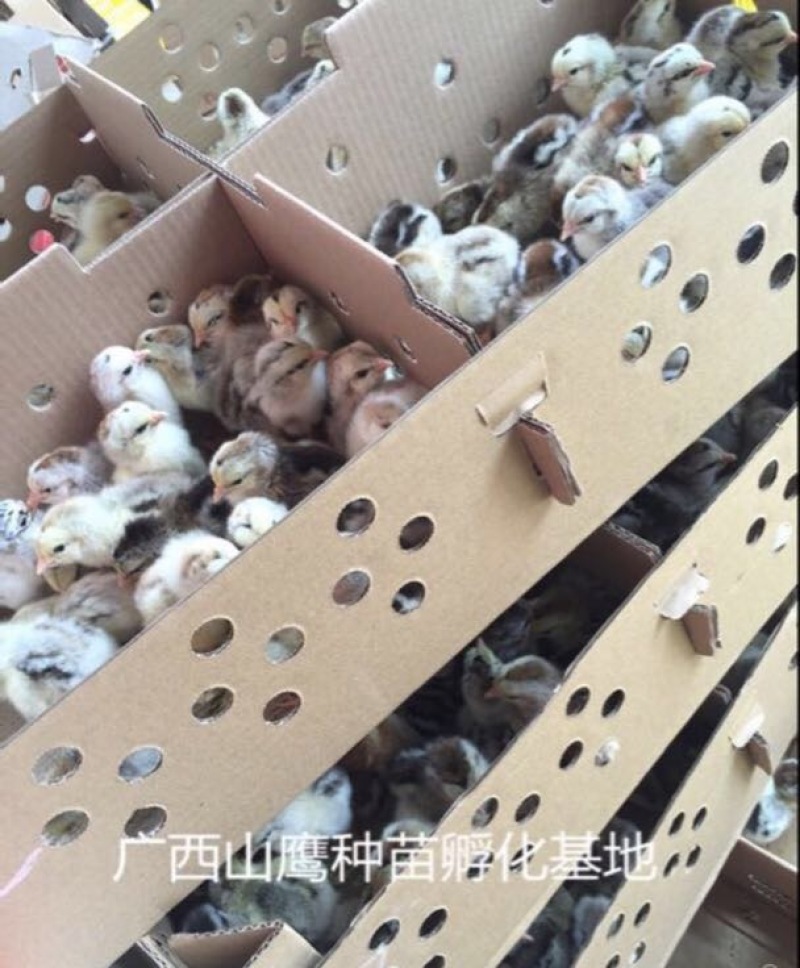 彩凤鸡苗