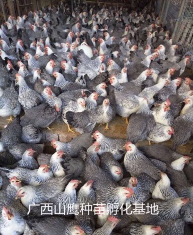 彩凤鸡苗