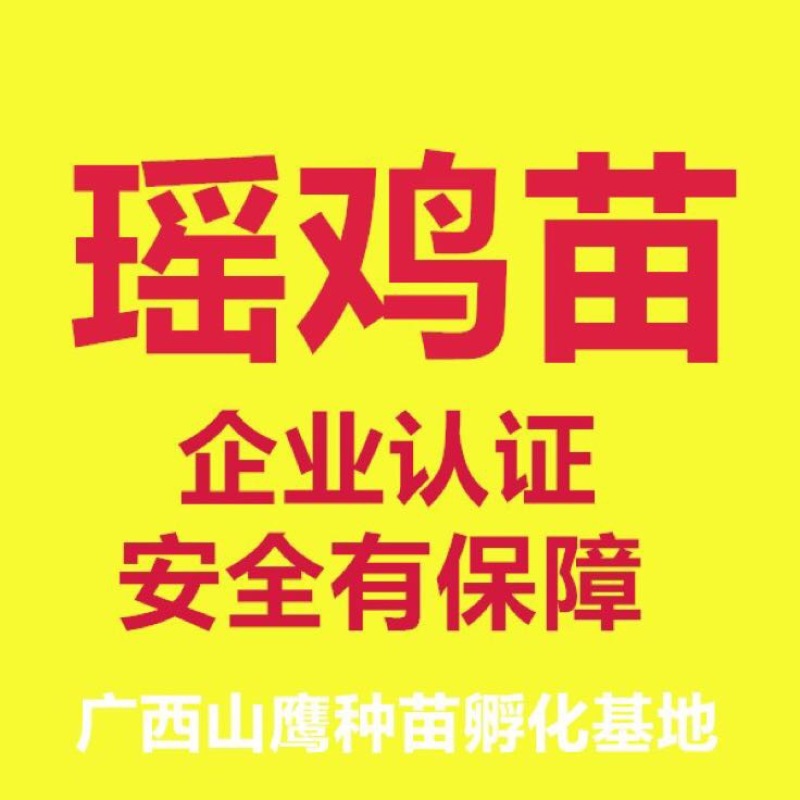 瑶鸡苗