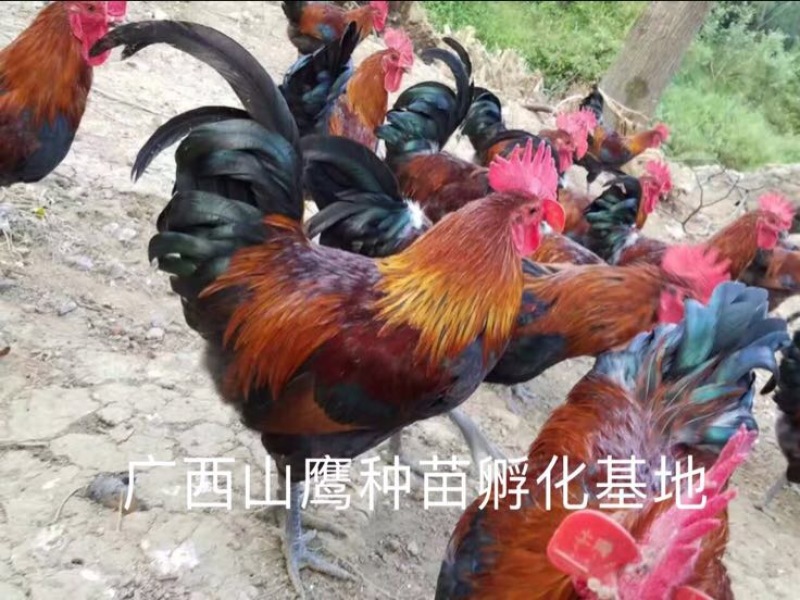 瑶鸡苗