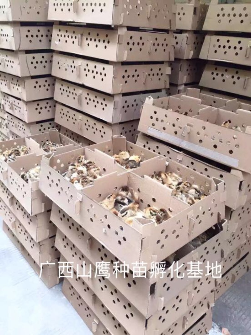 瑶鸡苗