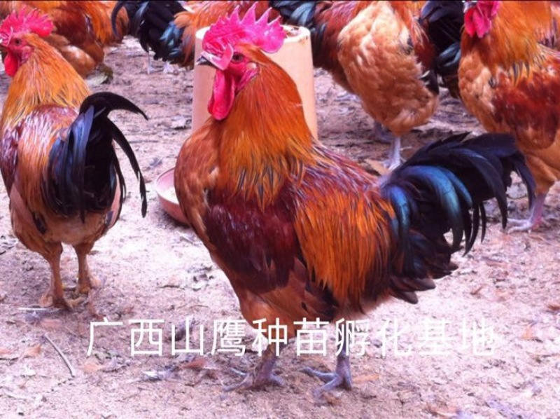 瑶鸡苗