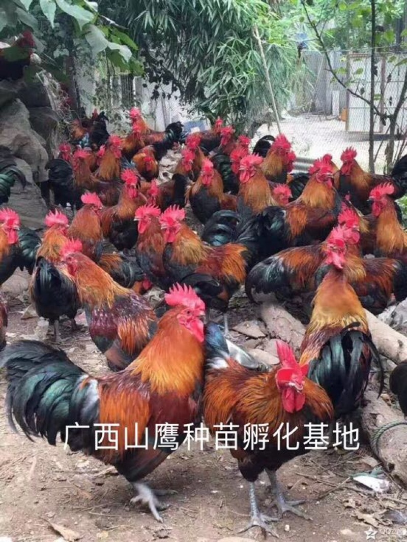 瑶鸡苗
