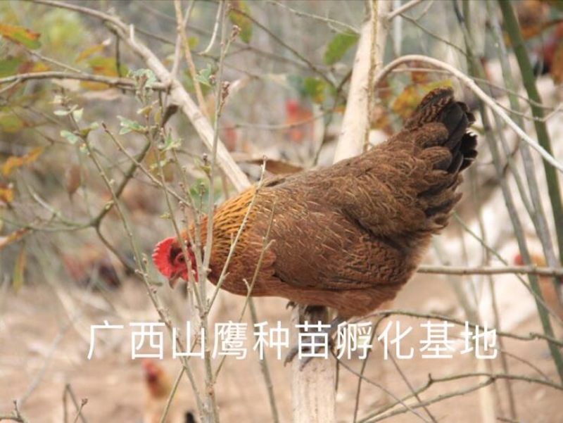 瑶鸡苗