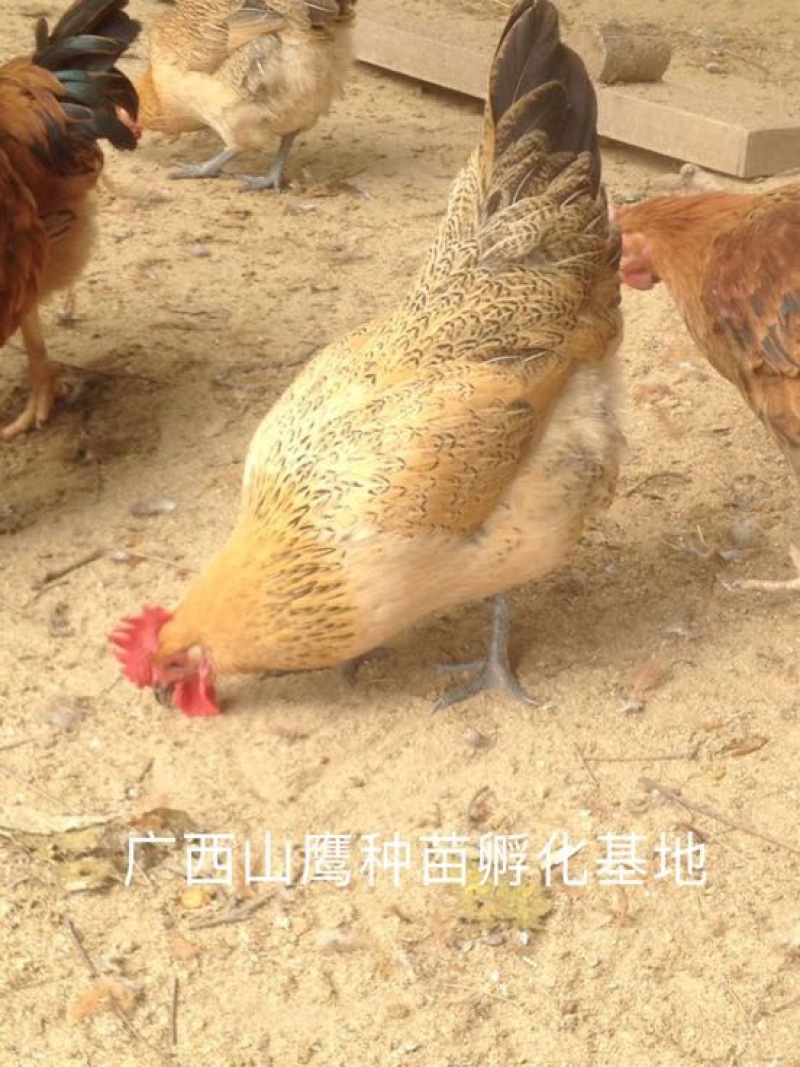 瑶鸡苗