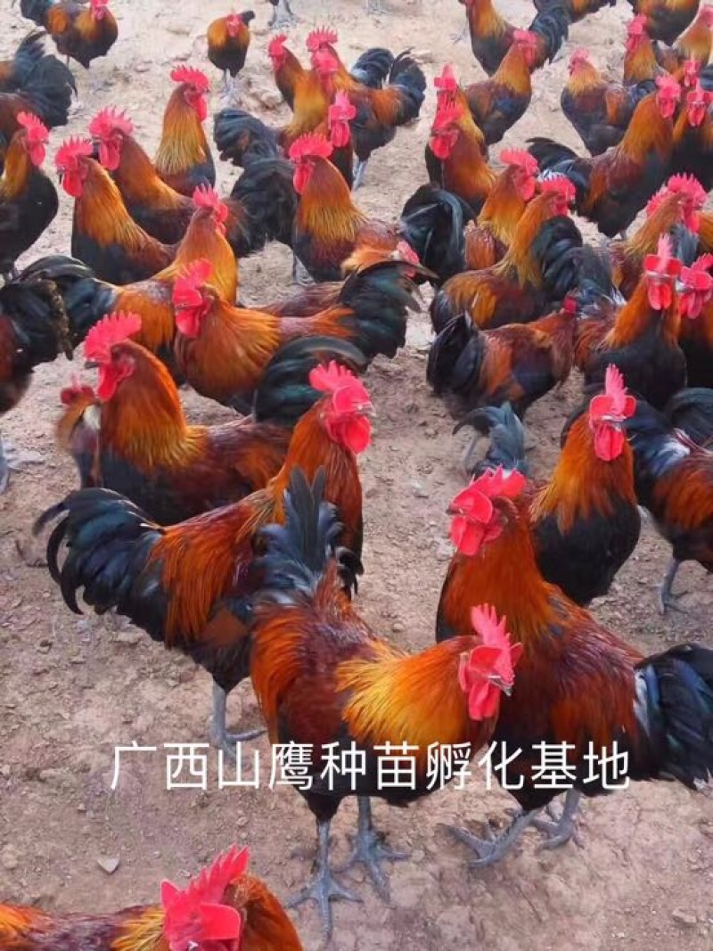 瑶鸡苗