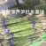 绿芦笋7毫米以上