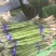 绿芦笋7毫米以上