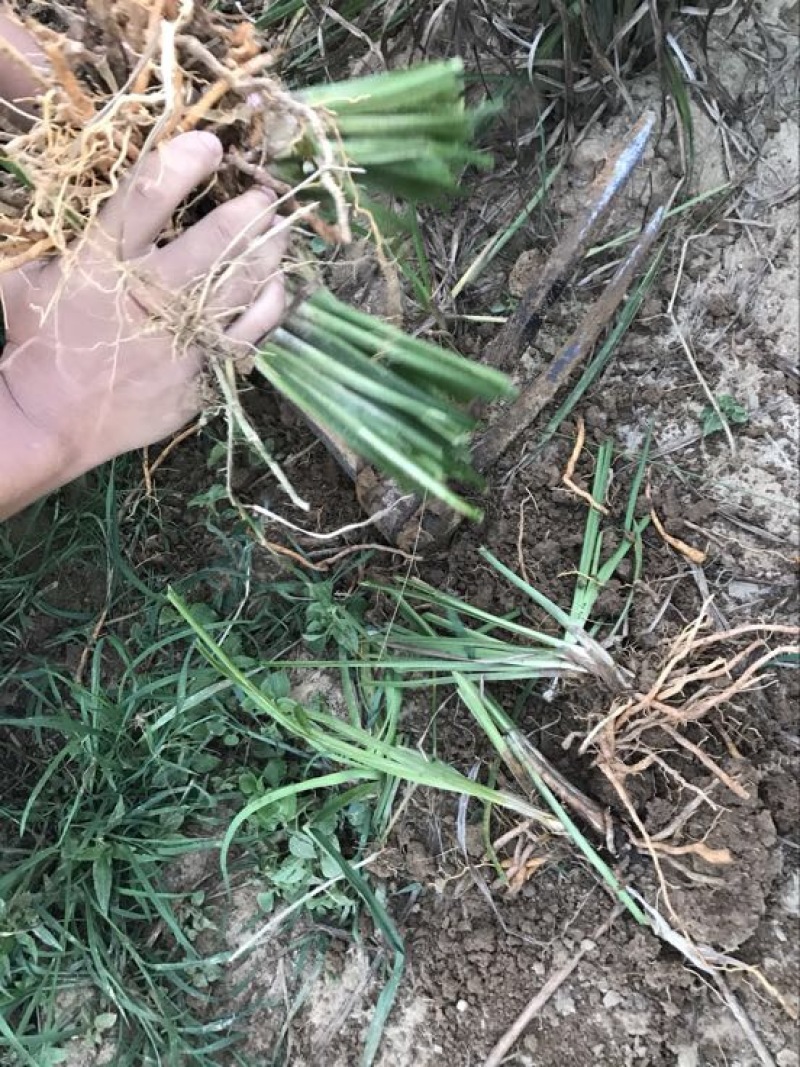 黄花菜种苗10~20cm
