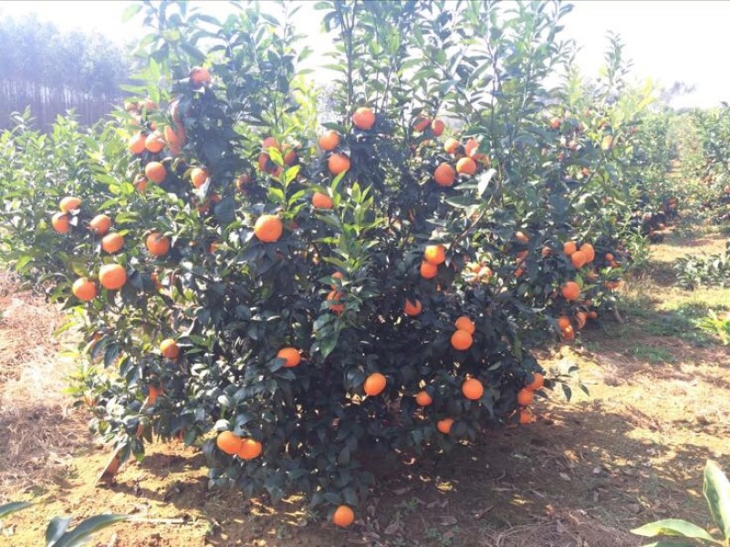 无核沃柑苗品质保证签合同销售提供栽植技术全程指导