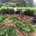 无核沃柑苗品质保证签合同销售提供栽植技术全程指导