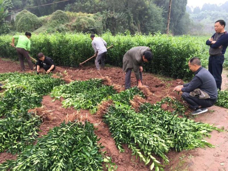 无核沃柑苗品质保证签合同销售提供栽植技术全程指导