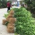 无核沃柑苗品质保证签合同销售提供栽植技术全程指导