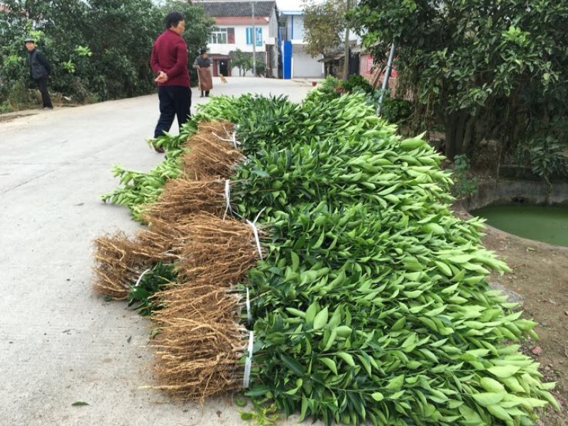 无核沃柑苗品质保证签合同销售提供栽植技术全程指导