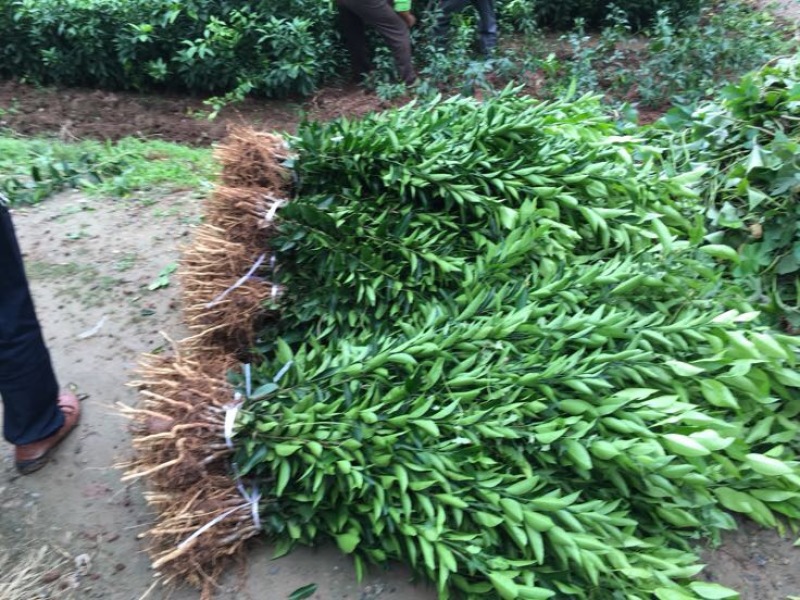 无核沃柑苗品质保证签合同销售提供栽植技术全程指导