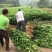 无核沃柑苗品质保证签合同销售提供栽植技术全程指导